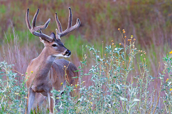 Pre-Season Hunting Guide: Expert Tips for a Successful Hunting Season