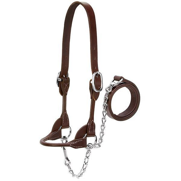 Weaver Leather Dairy/Beef Rounded Show Halter, Brown, Large
